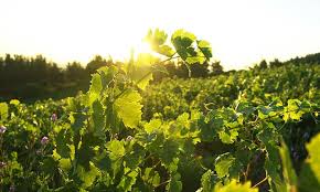 Vinos del Itata